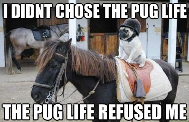 I Didnt Chose The Pug Life