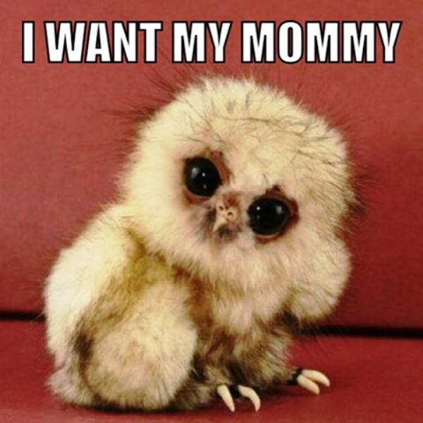 I Want My Mommy