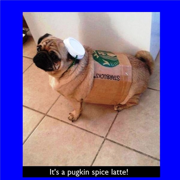 Its A Pugkin Spice Latte