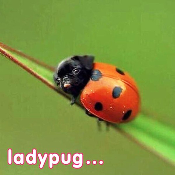 Ladypug