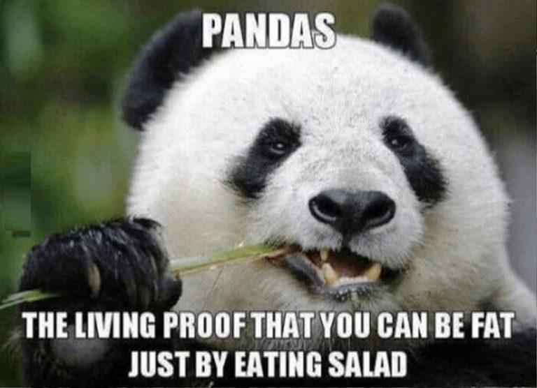 84 Mad Panda Memes - Funny Memes