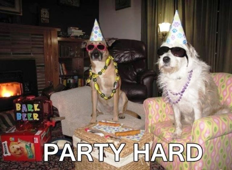 100 Amazing Party Memes - Funny Memes