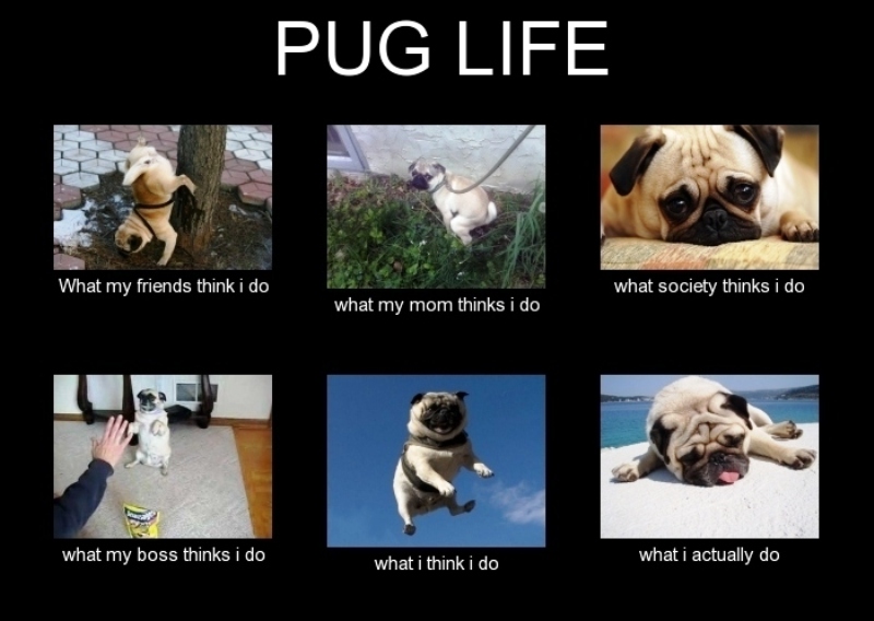 Pug Life