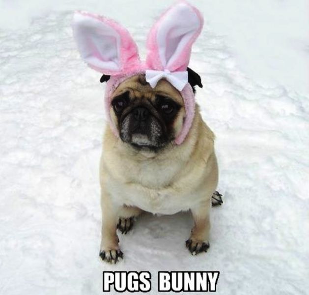 Pugs Bunny