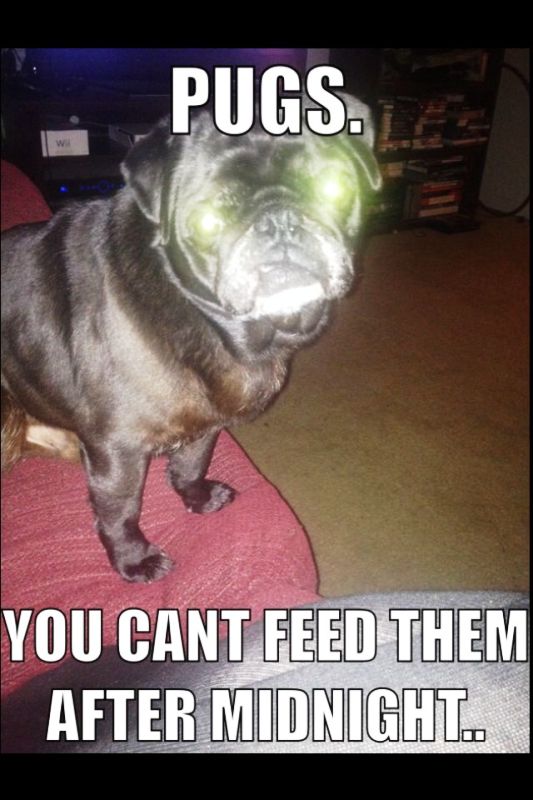 Pugs You Cant Feed Them