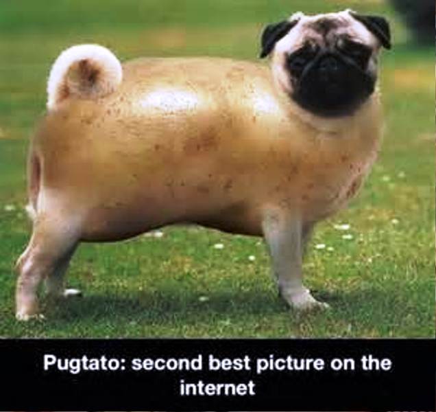 Pugtato