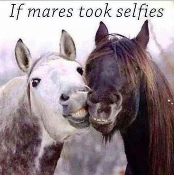 If Mares Took Selfies