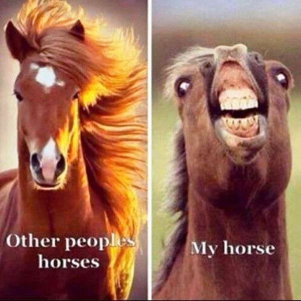 Other People Horses Vs My Horse