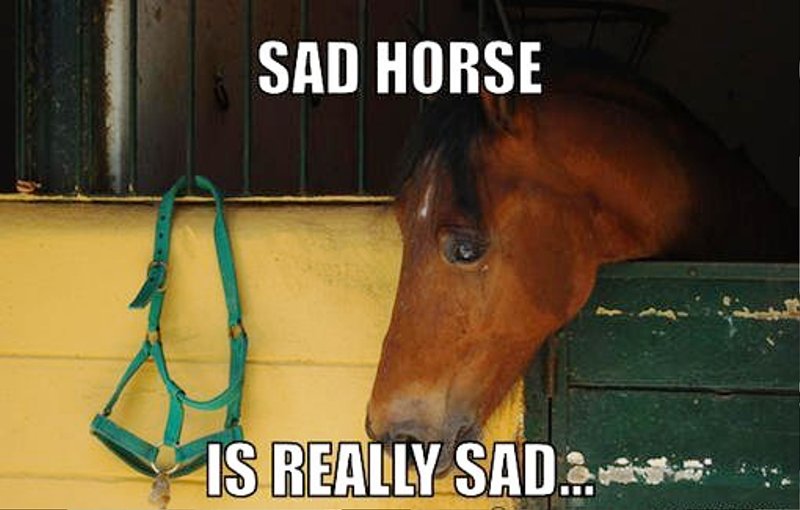 Sad Horse Is Really Sad