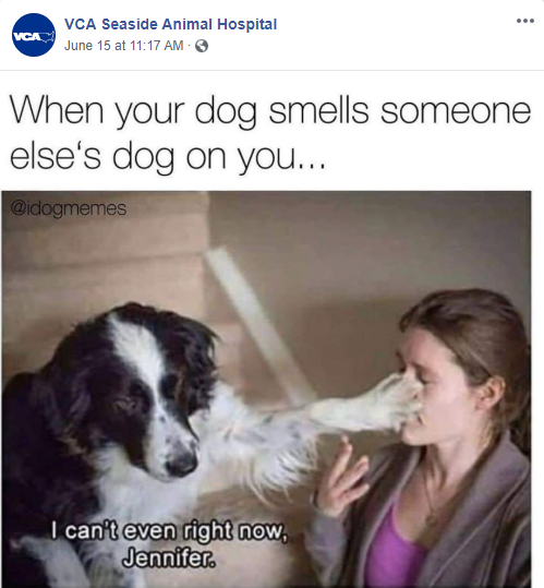 Funny Dog Memes (1)