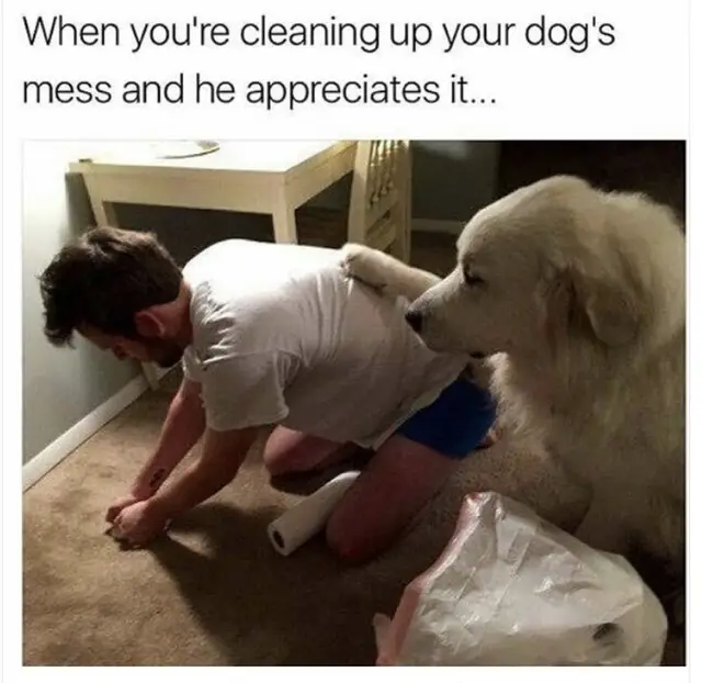 Funny Dog Meme (2)