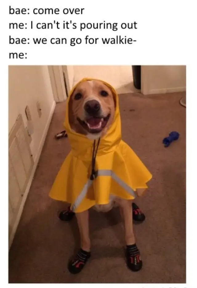 Funny Dog Meme (3)