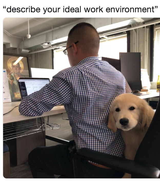 Dream Job Dog Meme 1546549215