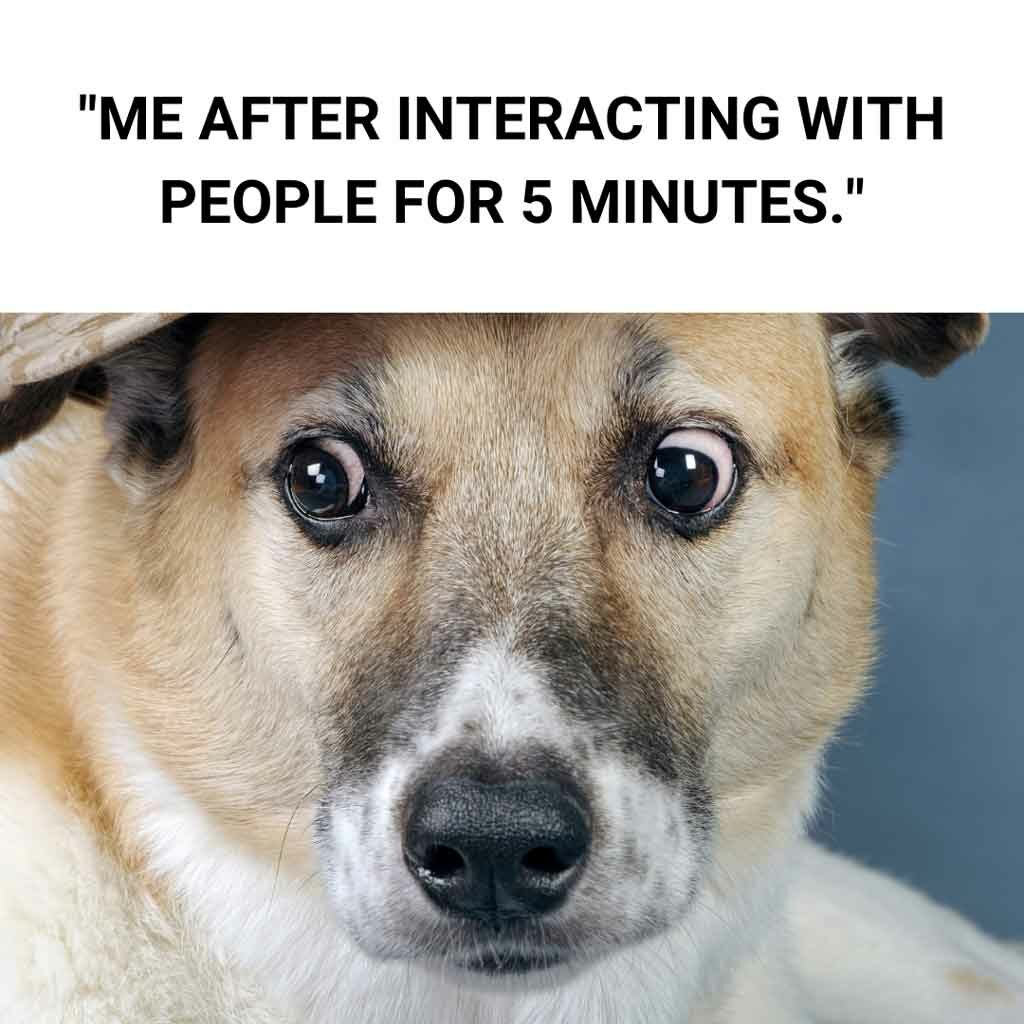 Funny Dog Memes 3 1024x1024